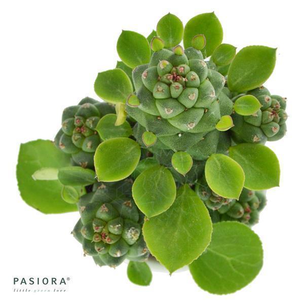 pasiora-euphorbia-ritchiei-sukkulente-6-cm-topf image 2