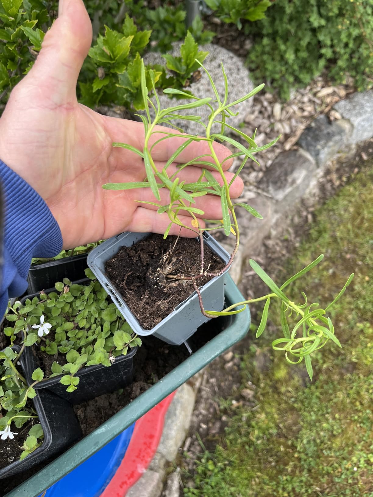 Wunderschönes weißes Beet