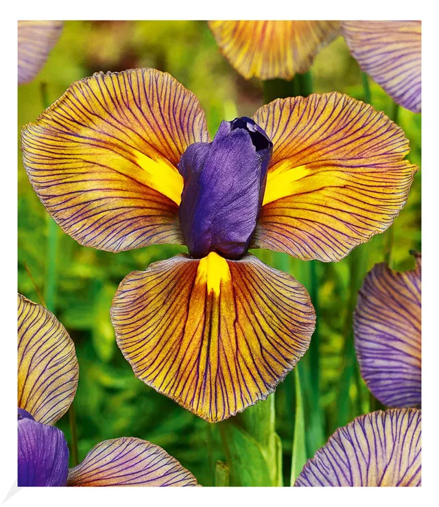 baldur-garten-12x-iris-eye-of-the-tiger-blumenzwiebeln-gr-e-i image 1