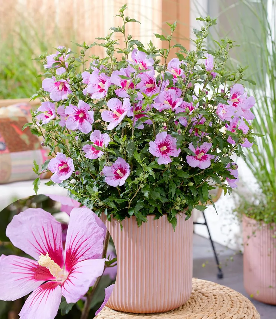 baldur-garten-zwerg-hibiskus-little-legends-pink-zierstrauch-im-9x9-cm-topf image 1