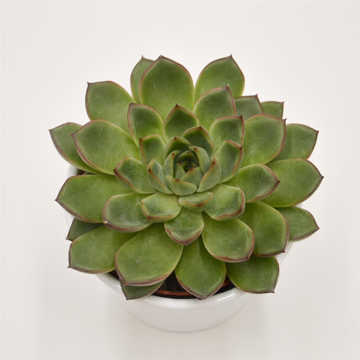 pasiora-echeveria-amado-echeverie-10-5cm-topf image 1