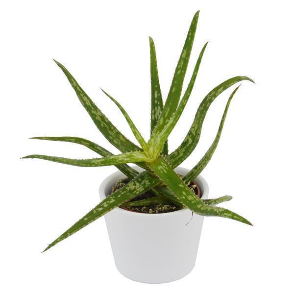 pasiora-aloe-bakeri-sukkulente-6cm-topf image 3