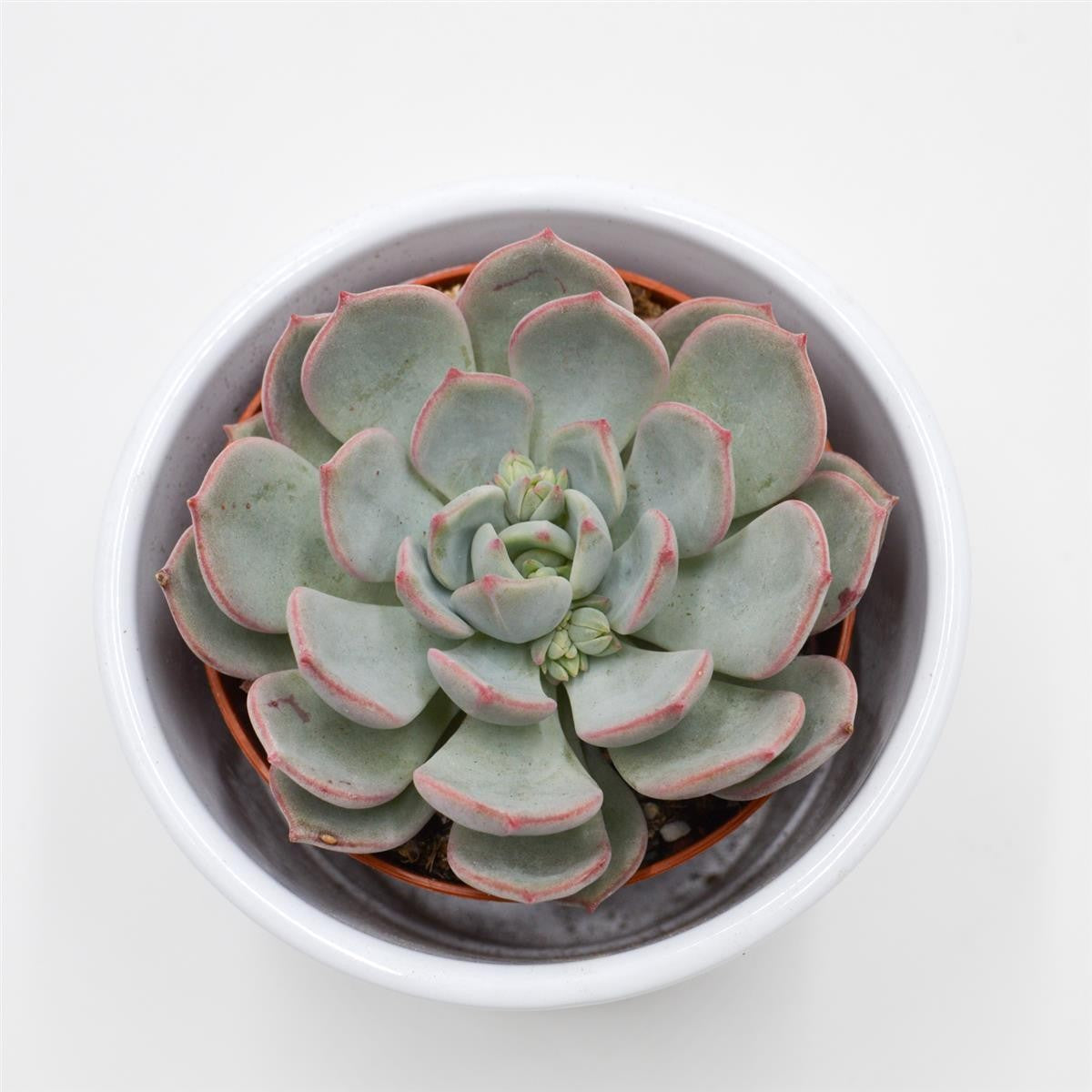 pasiora-echeveria-subcorymbosa-lau-026-8-5cm image 1