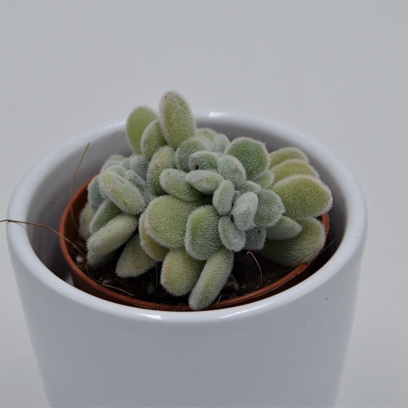 pasiora-echeveria-pulvinata-frosty-cristata-5-5cm image 2