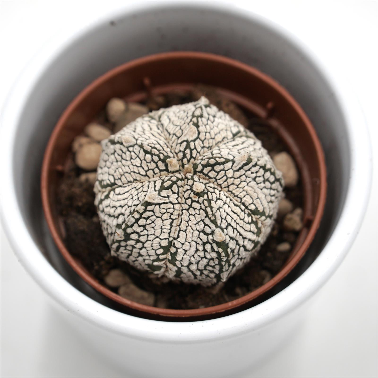 pasiora-astrophytum-asterias-super-kabuto-kaktus-5-5cm image 1