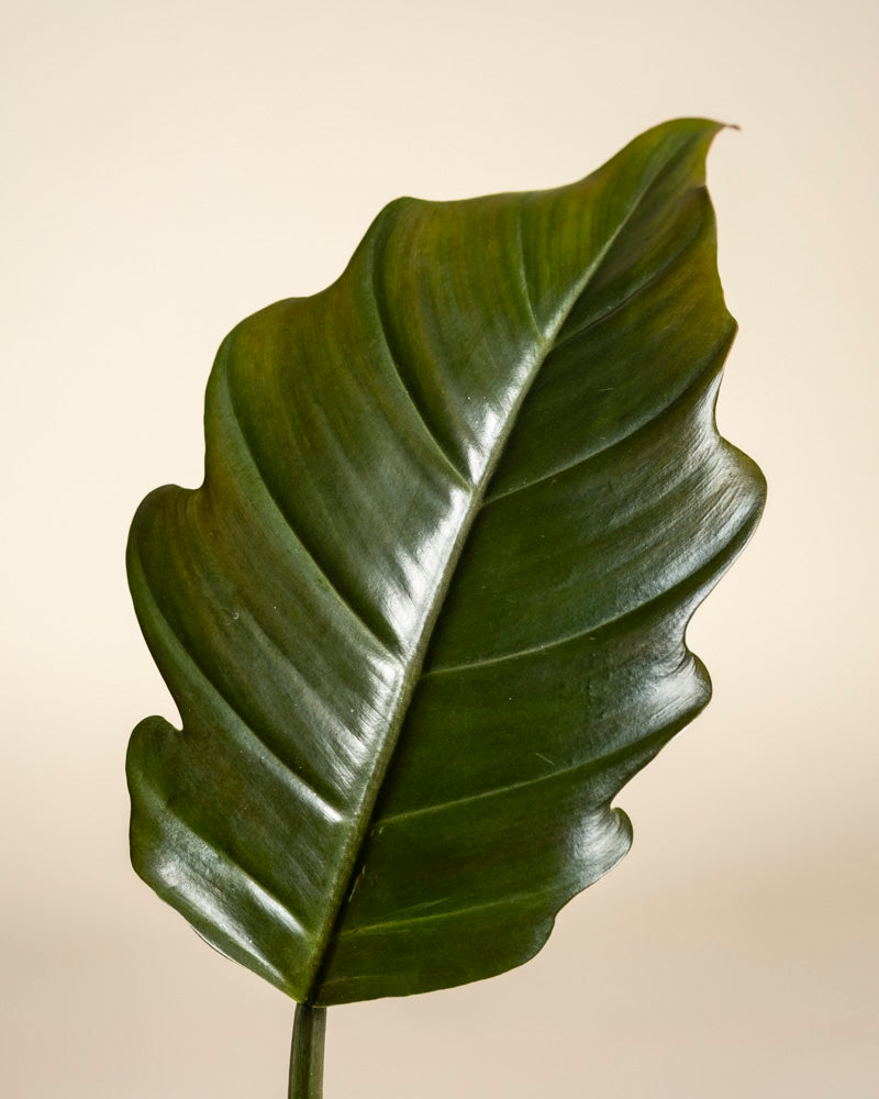 feey-philodendron-pluto-baumfreund-rarit-t-zimmerpflanze image 2