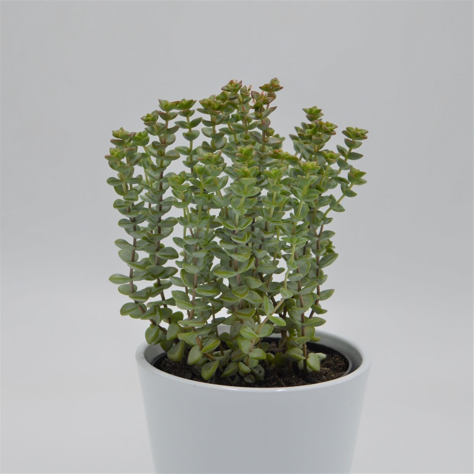 pasiora-crassula-brevifolia-sukkulente-12cm image 1