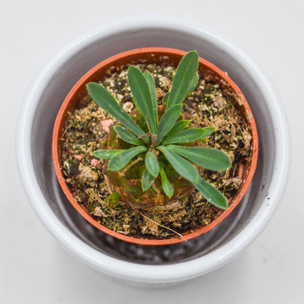 pasiora-euphorbia-suzannae-x-bupleurifolia-5-5-cm image 3