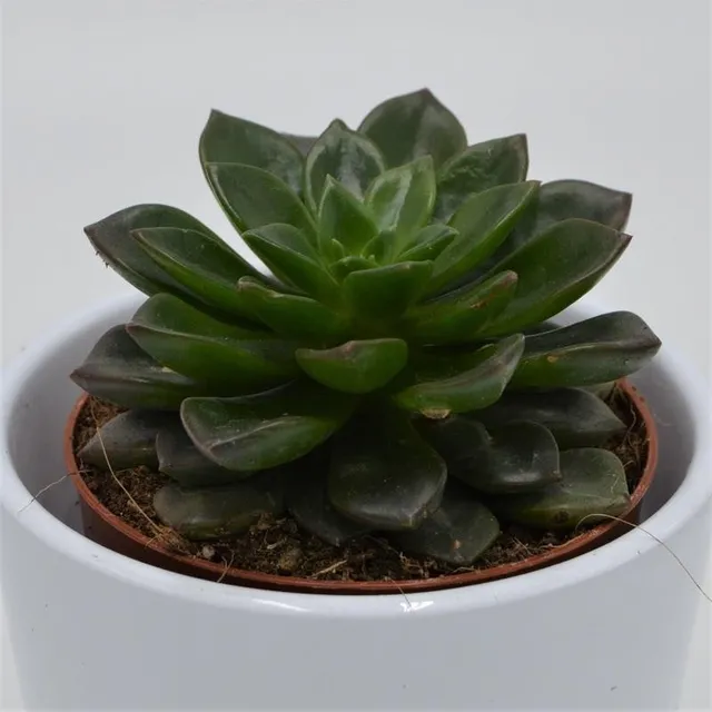 pasiora-echeveria-dark-star-sukkulente-8-5cm image 1
