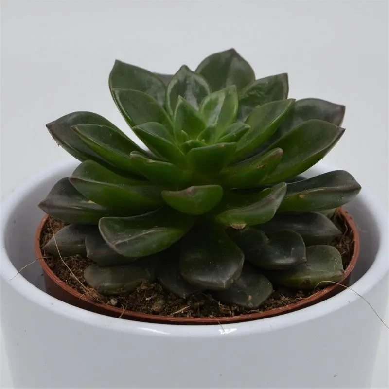 pasiora-echeveria-dark-star-sukkulente-8-5cm image 1