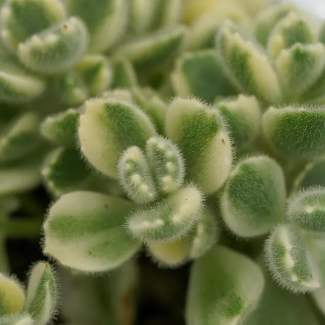 pasiora-cotyledon-tomentosa-variegata-8-5cm image 1