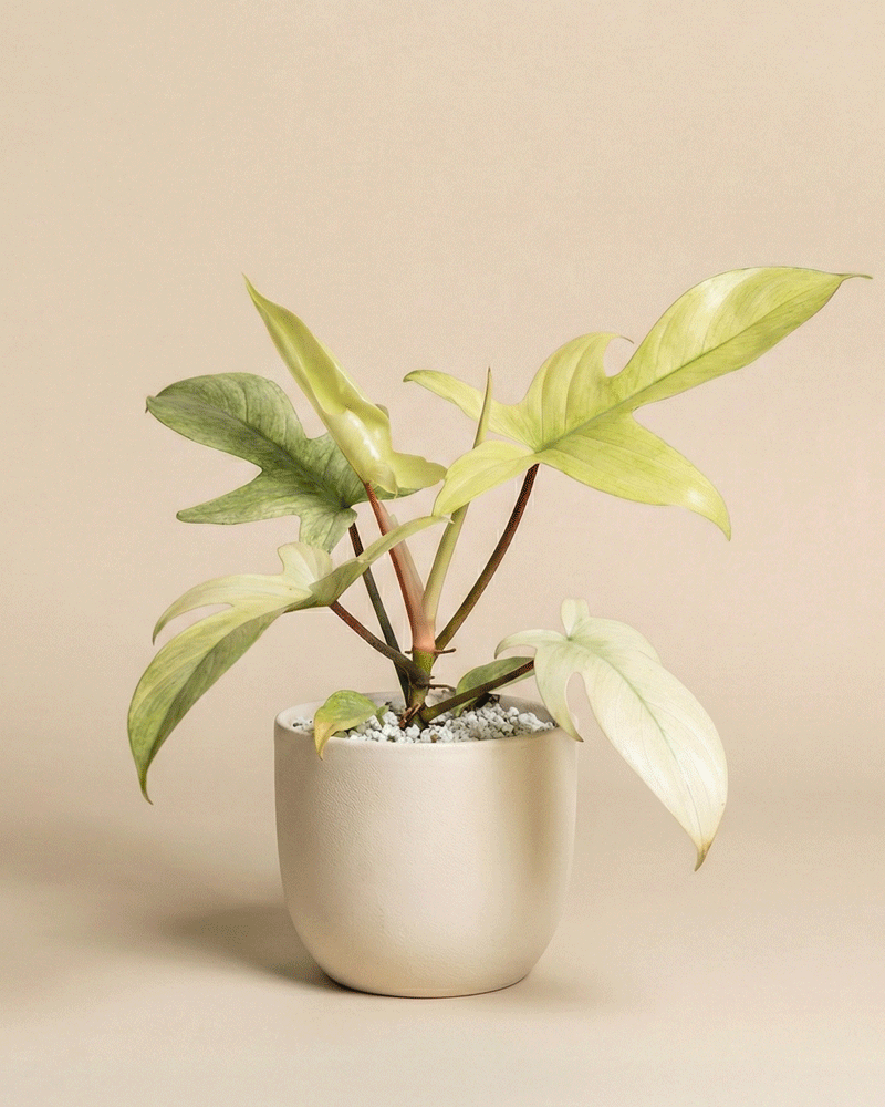 feey-philodendron-florida-ghost-zimmerpflanze-rarit-t image 5