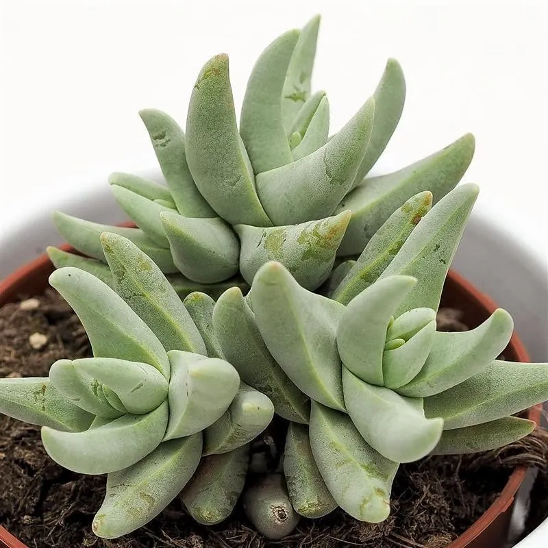 pasiora-crassula-cornuta-dickblatt-sukkulente-8-5cm-topf image 1