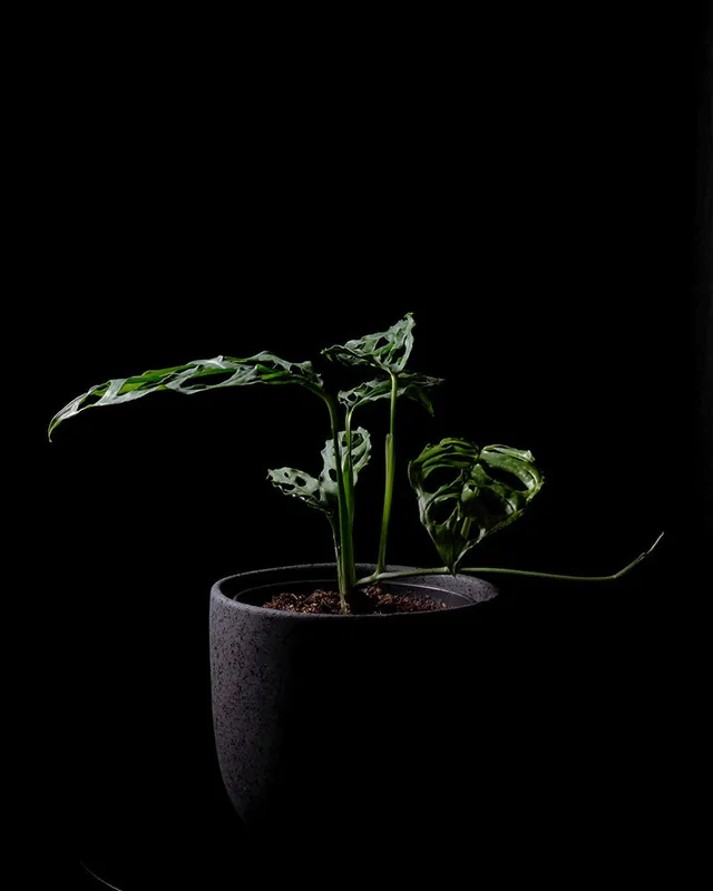 feey-monstera-obliqua-peru-zimmerpflanze-15-cm-topf image 1