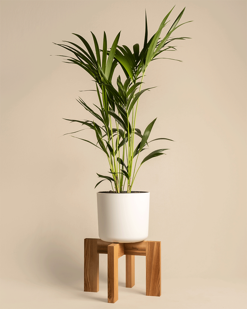 feey-heviton-pflanzenst-nder-holz-37-cm image 6