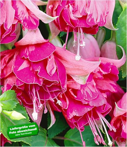 baldur-garten-riesen-fuchsie-bicentennial-2-pflanzen-fuchsia-9x9-cm-topf image 3