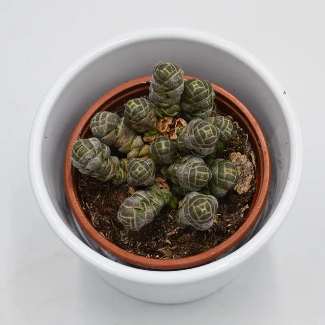 pasiora-crassula-barklyi-sukkulente-im-8-5cm-topf image 1