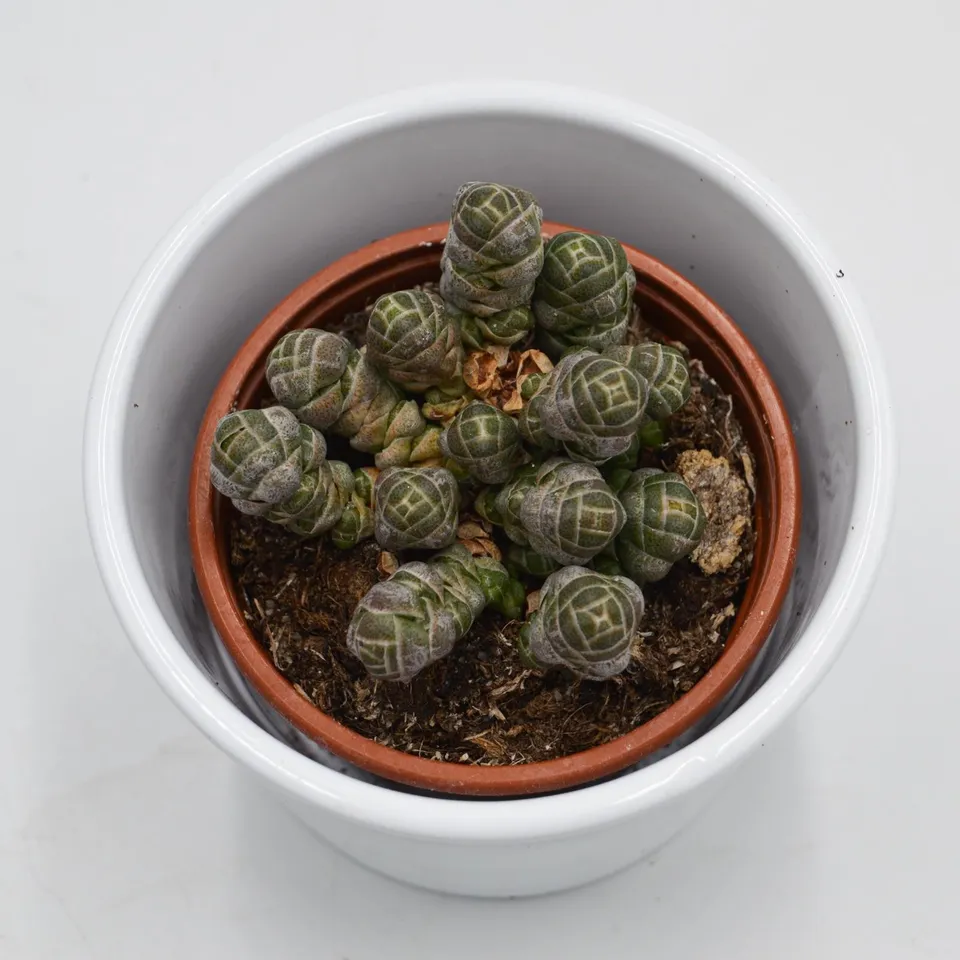 pasiora-crassula-barklyi-sukkulente-im-8-5cm-topf image 1