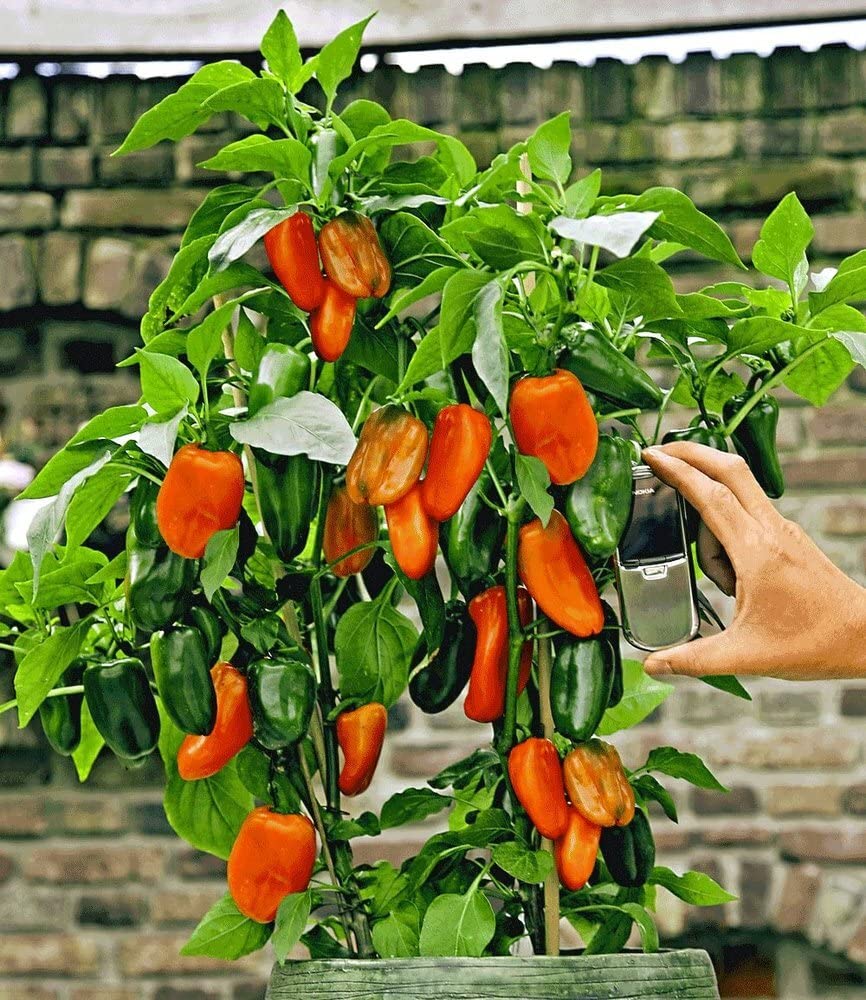 baldur-garten-rote-snack-paprika-pflanze-10-5-cm-topf image 2