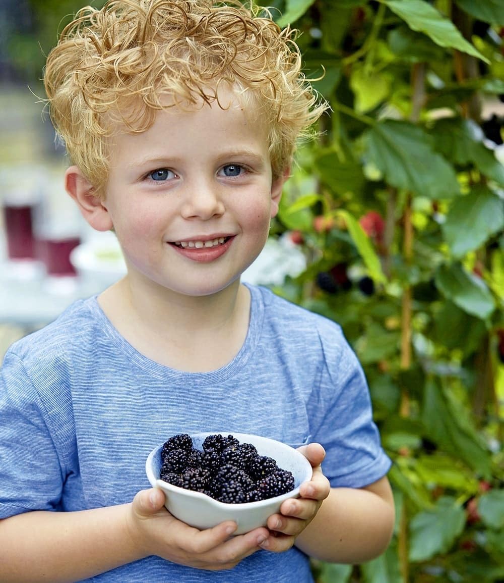 baldur-garten-maulbeere-bonbon-berry-pflanze-im-13-cm-topf image 4