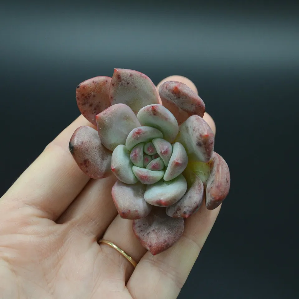 pasiora-echeveria-ariel-steckling image 1