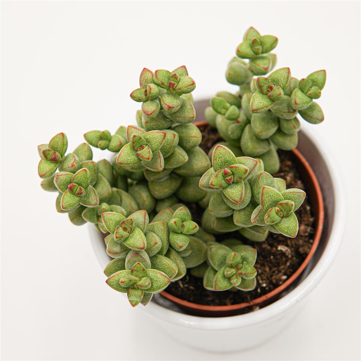 pasiora-crassula-brevifolia-dickblatt-sukkulente-8-5cm image 1