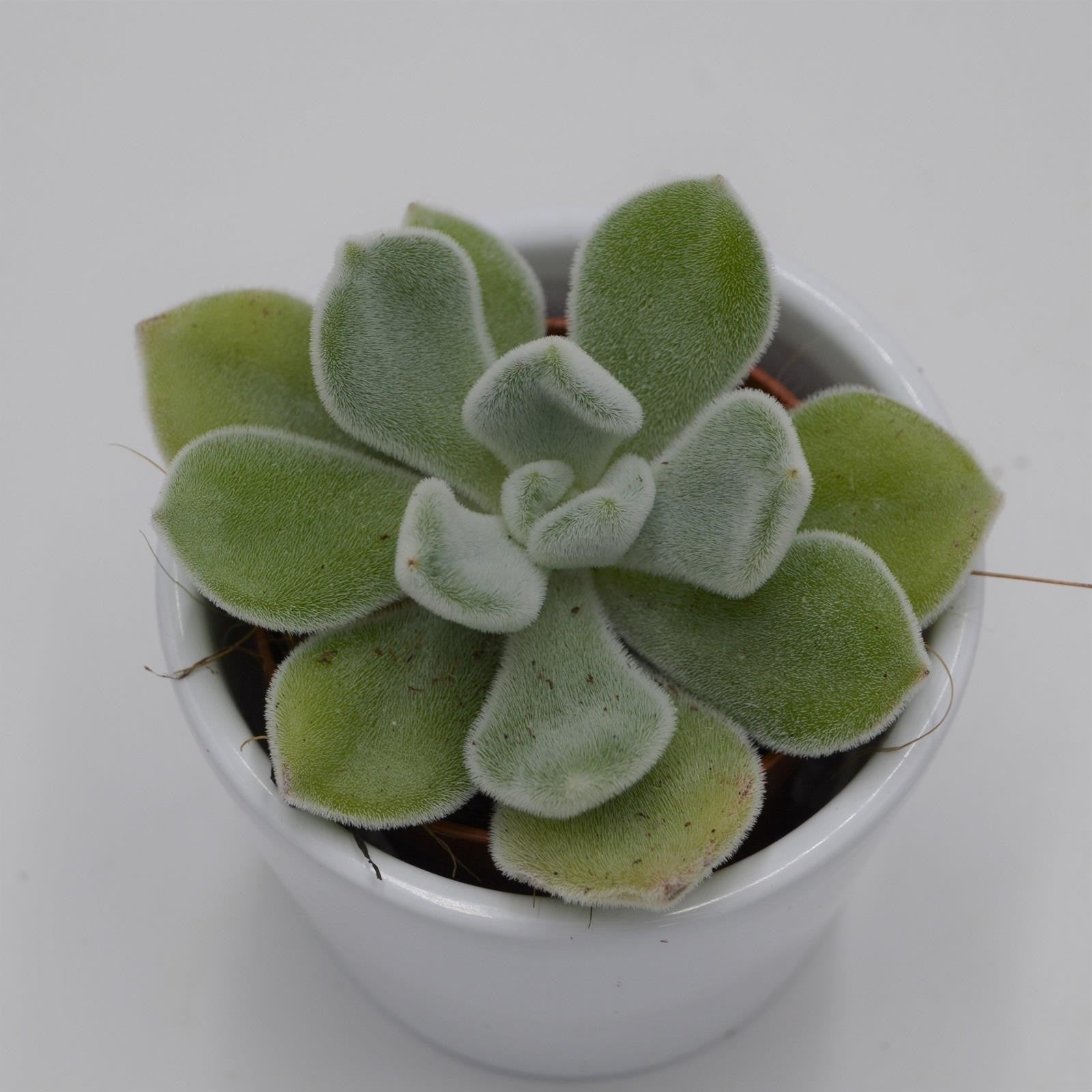 pasiora-echeveria-pulvinata-frosty-sukkulente-5-5cm image 2