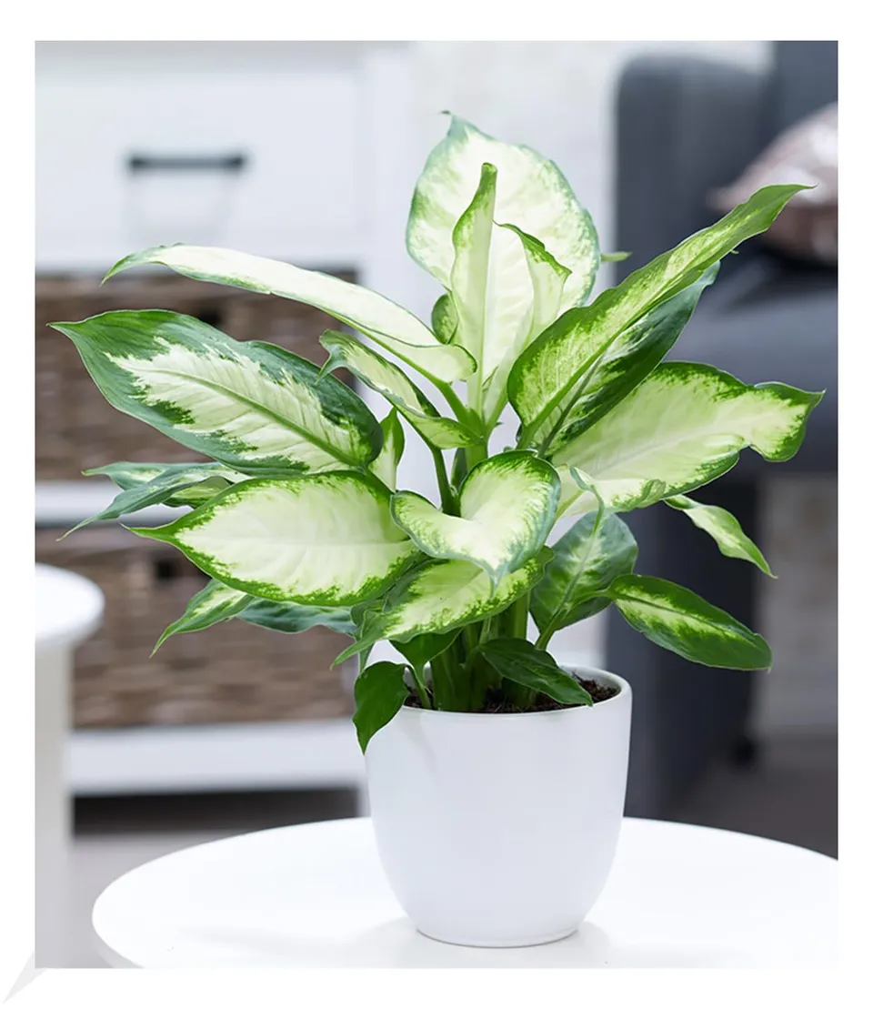 baldur-garten-dieffenbachie-camilla-pflanze-im-12-cm-topf image 1