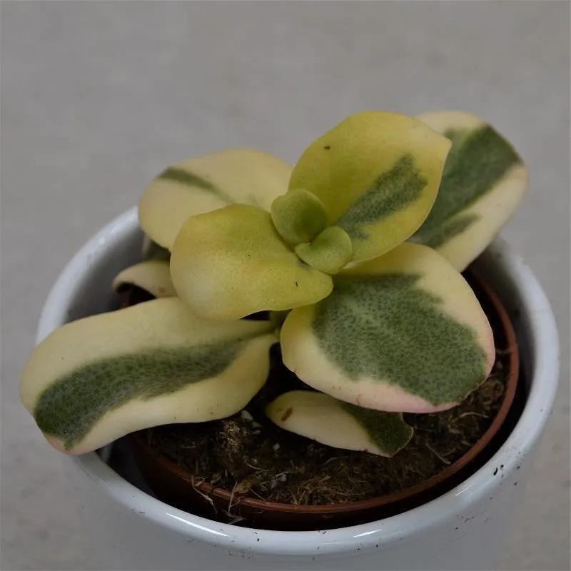 pasiora-crassula-multicava-panache-sukkulente-8-5cm image 1