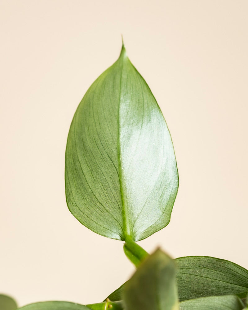 feey-philodendron-hastatum-silver-sword-zimmerpflanze image 2