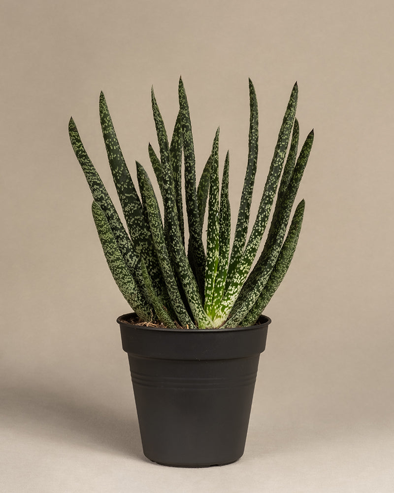 feey-gasteria-verrucosa-sukkulente-zimmerpflanze image 3