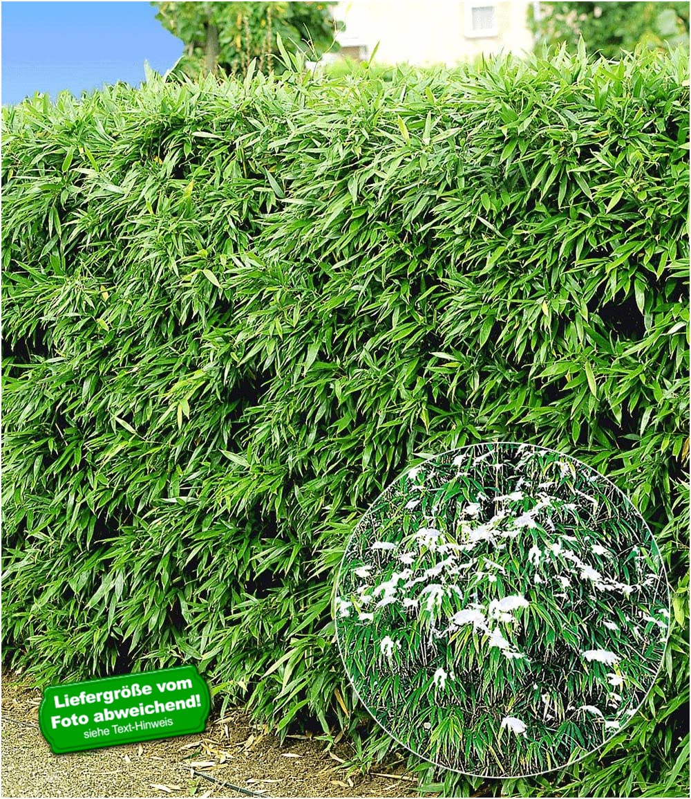 baldur-garten-winterharte-bambus-hecke-fargesia-murielae-simba-10er-set-9x9-cm-t image 2