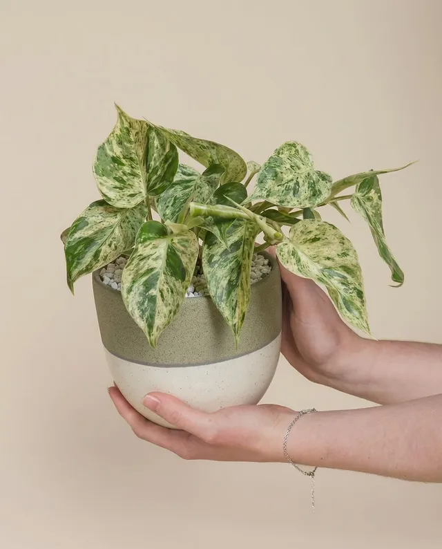 feey-philodendron-oxycardium-variegata-schweizer-zimmerpflanze image 1