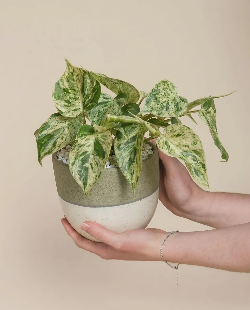 feey-philodendron-oxycardium-variegata-schweizer-zimmerpflanze image 1