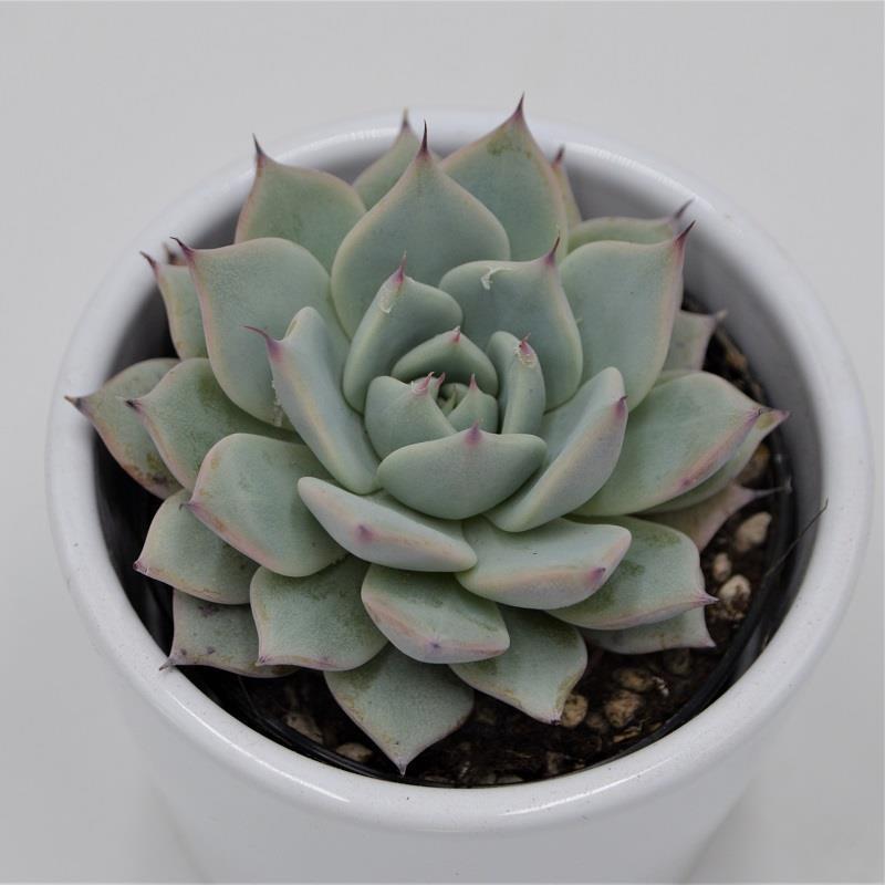 pasiora-echeveria-colorata-rosetten-sukkulente-9-cm-topf image 2