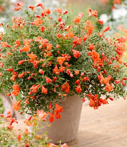 baldur-garten-punica-uniqa-zwerg-granatapfel-im-12-cm-topf image 6