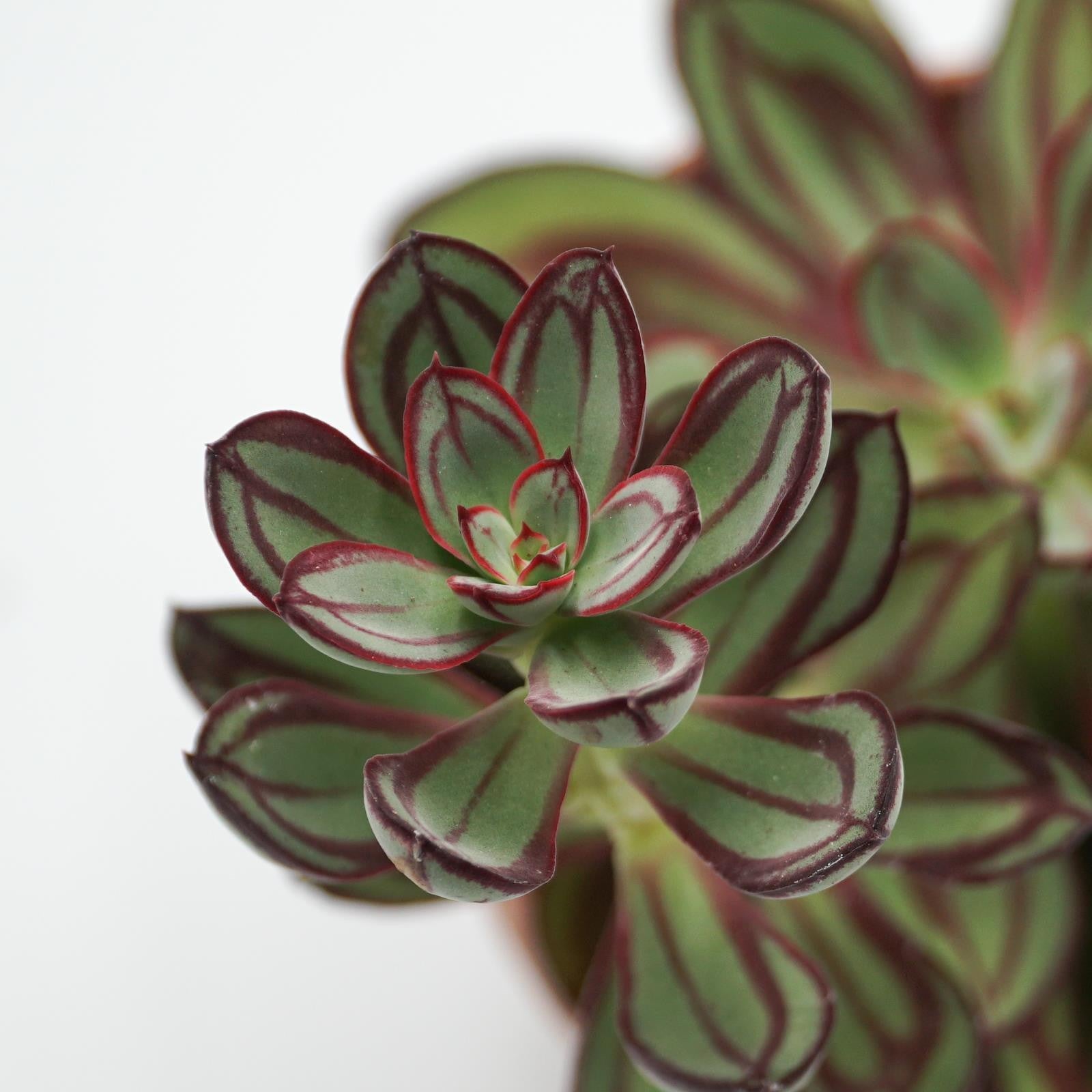 pasiora-echeveria-nodulosa-sukkulente-14-cm image 4