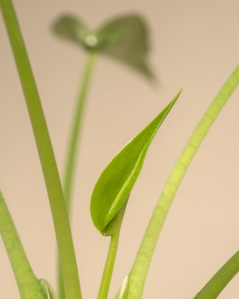feey-alocasia-tiny-dancer-pfeilblatt-hydro-klein image 8