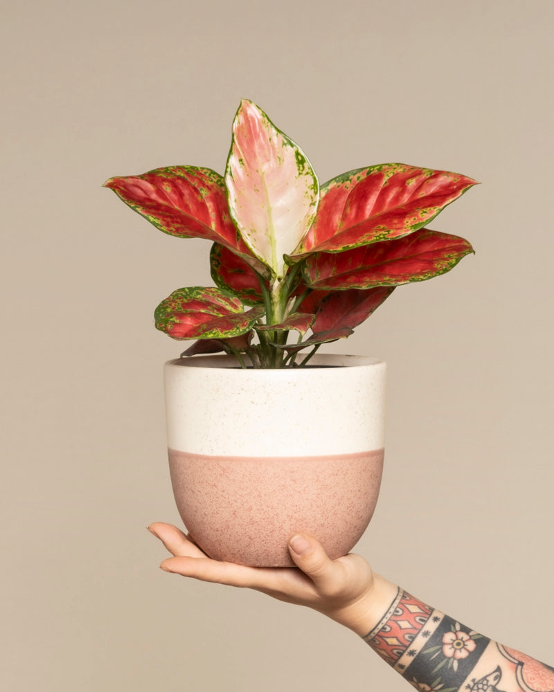 feey-aglaonema-cayenne-red-zimmerpflanze image 1