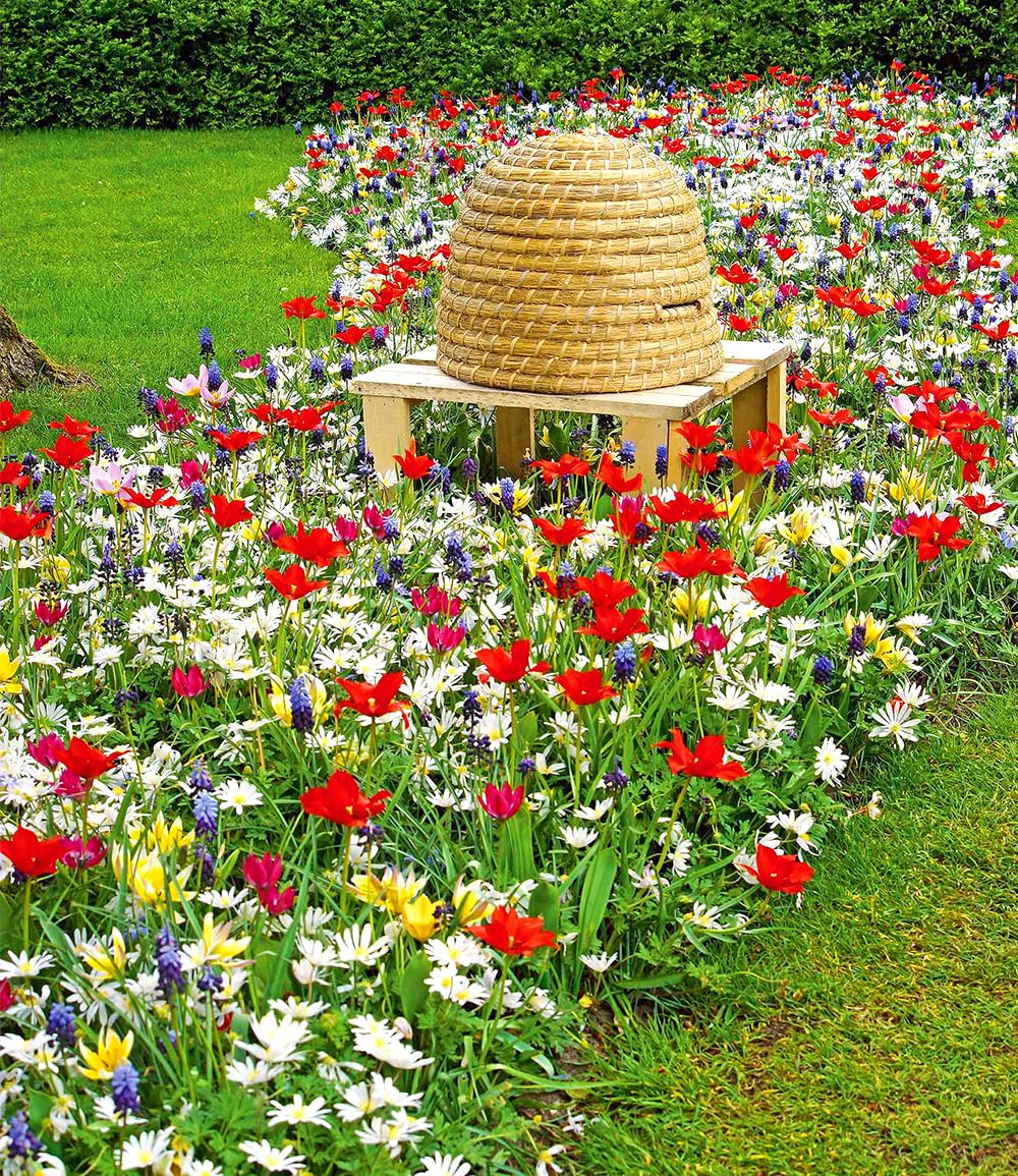 baldur-garten-fr-hlings-zwiebelmix-bienenkorb-50-zwiebeln image 2