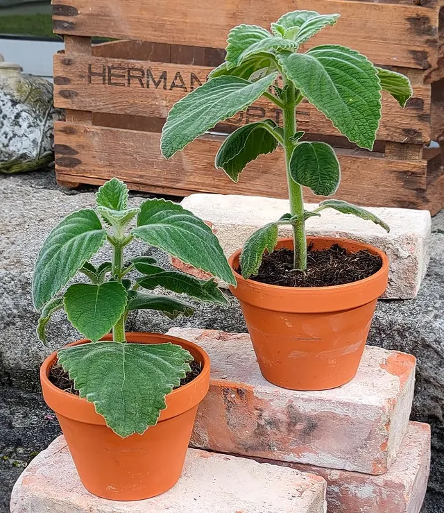 baldur-garten-bio-australisches-zitronenblatt-1-pflanze-im-12-cm-topf image 1
