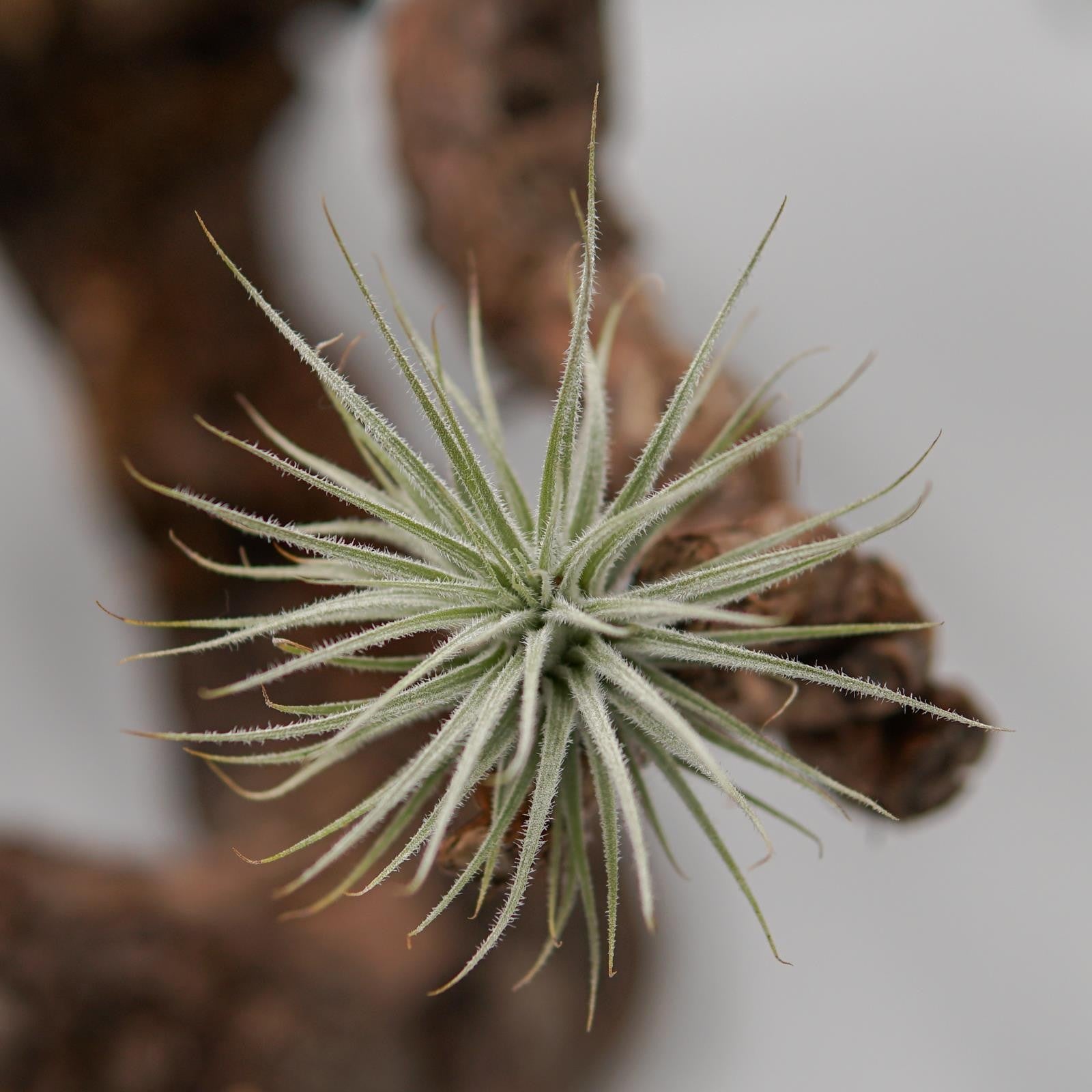 pasiora-tillandsia-tectorum-snowball-l-luftpflanze image 2