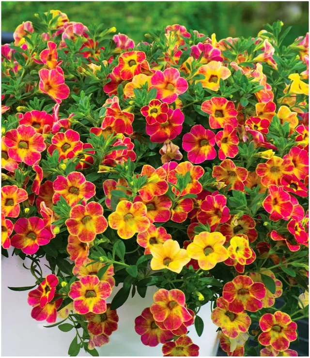 baldur-garten-zaubergl-ckchen-chameleon-sunshine-berry-3-pflanzen-im-12-cm-topf image 1