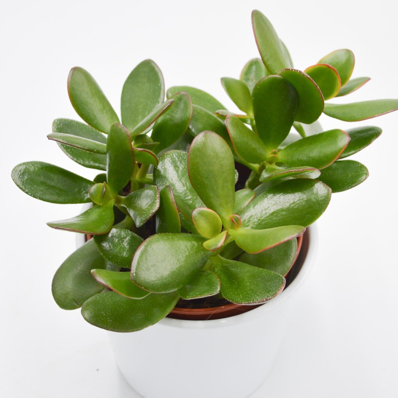 pasiora-crassula-ovata-sunset-dickblatt-12cm-topf image 2