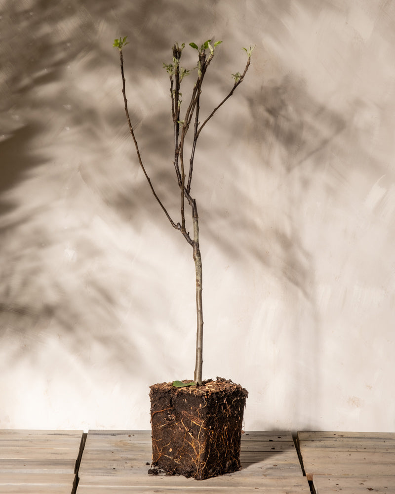 feey-apfelbaum-malus-domestica-braeburn-patio image 3