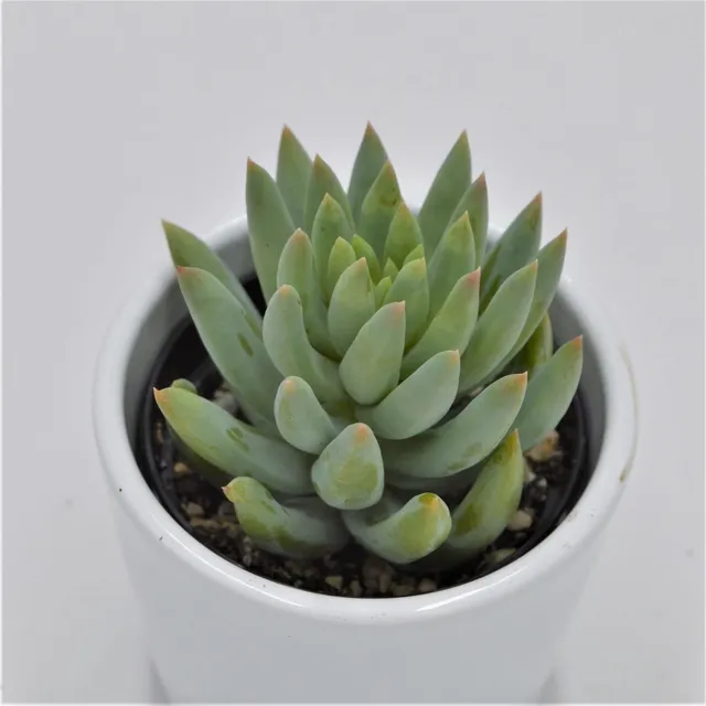 pasiora-sedum-morganianum-sukkulente-im-6cm-topf image 1