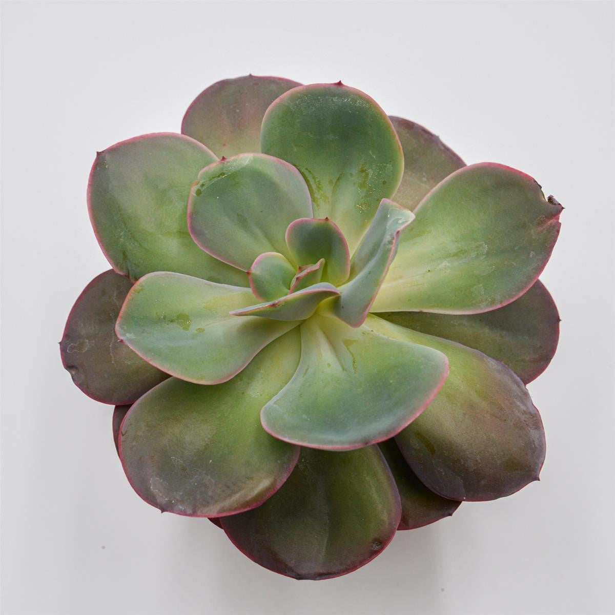 pasiora-echeveria-green-pacific-sukkulente-14-cm-topf image 2