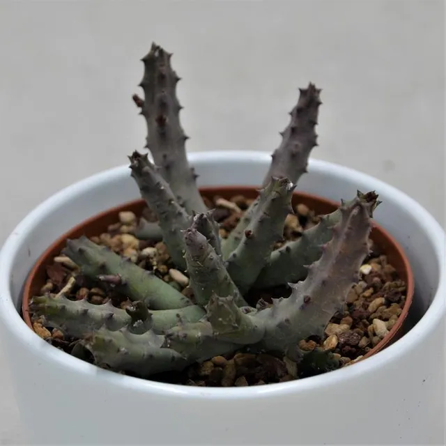 pasiora-stapelia-pendula-aasblume-sukkulente-10-5cm image 1
