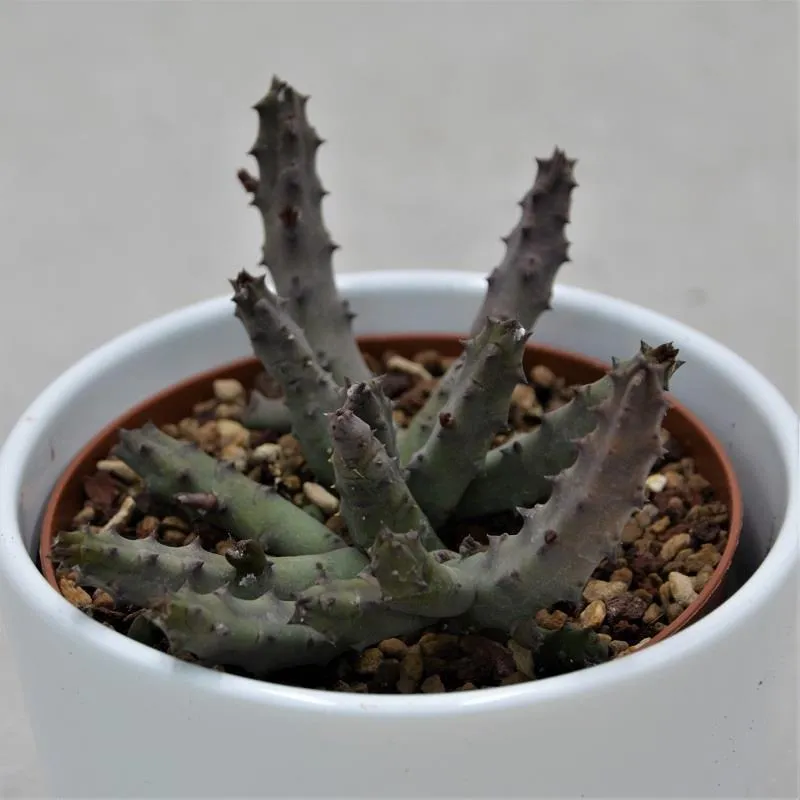 pasiora-stapelia-pendula-aasblume-sukkulente-10-5cm image 1