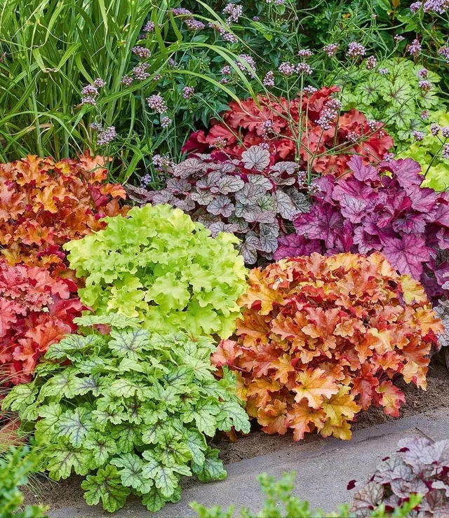 baldur-garten-heuchera-mix-farbenpracht-purpurgl-ckchen-stauden-5x-9x9-cm-topf image 1